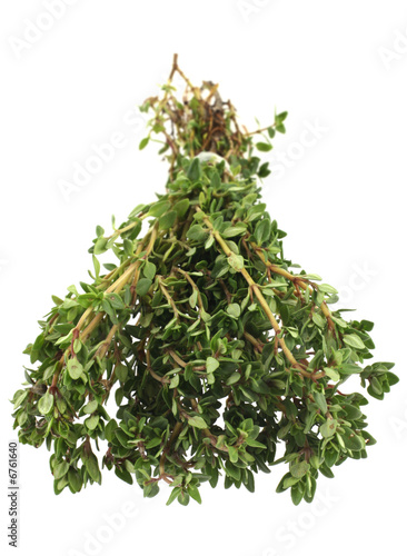 Thyme bunch