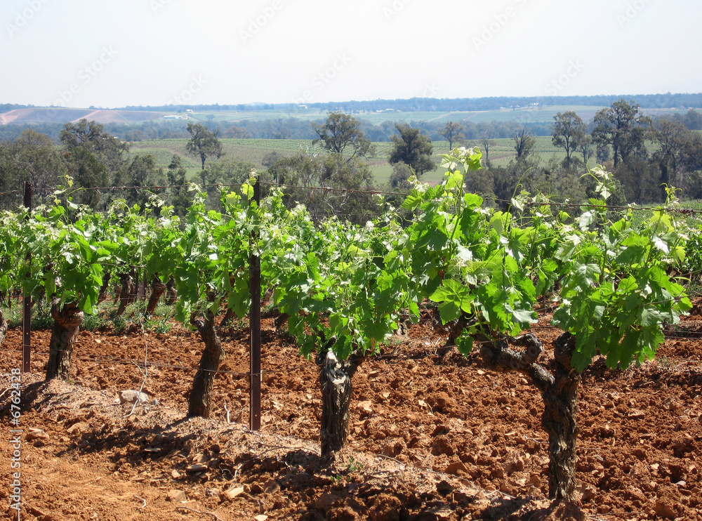Cultivated vineyard 