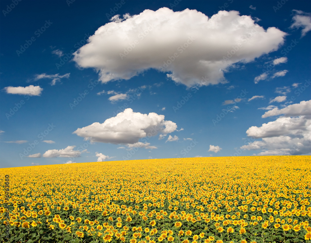 Obraz premium Sunflower Field