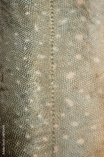Fish scales texture #3