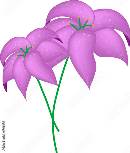 Violet flowers