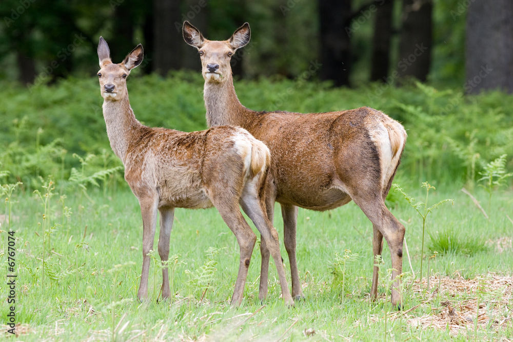 red deer