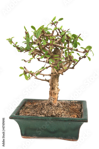 Bonsai Isolated