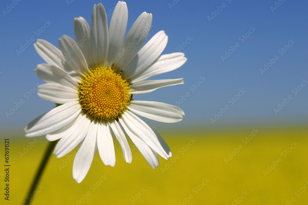Naklejka premium Margarite Feldblume