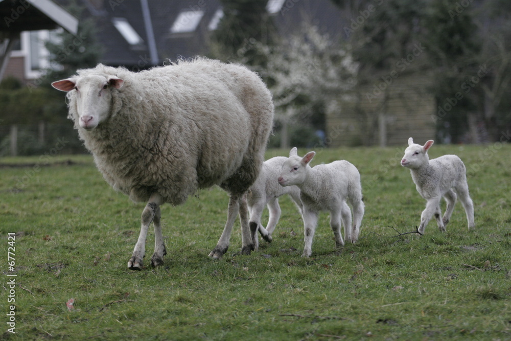 Obraz premium Schafmutter und Kälbchen