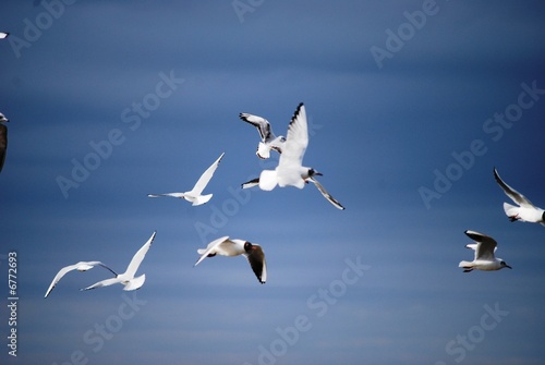 Seagulls over the sea © Zanna