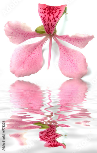 Fototapeta Naklejka Na Ścianę i Meble -  fleur orchidée au bord de l'eau