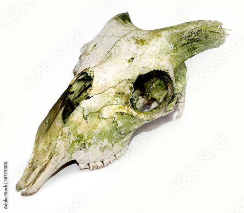 Old animal skull with broken horns against white background