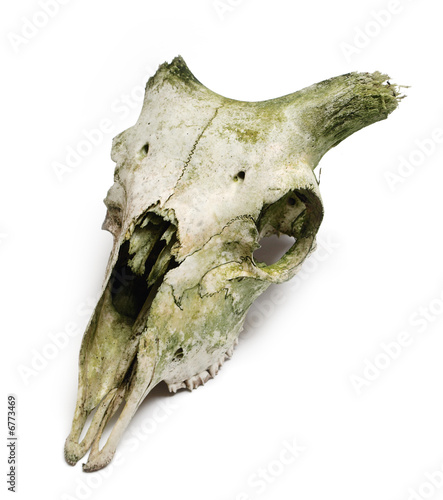 Old animal skull with broken horns against white background