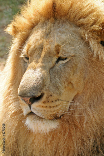 Fototapeta Naklejka Na Ścianę i Meble -  Male Lion # 1