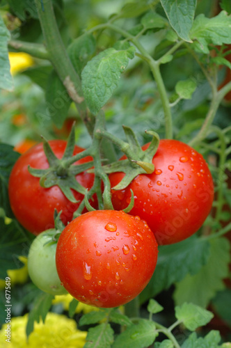 Growing tomatoes