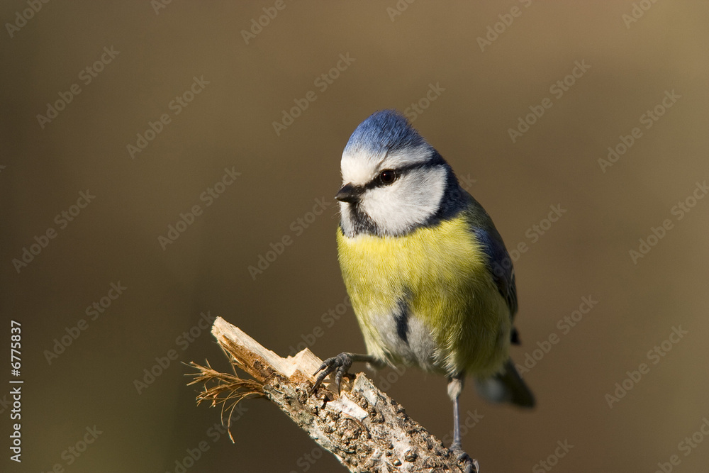Obraz premium Mésange bleue