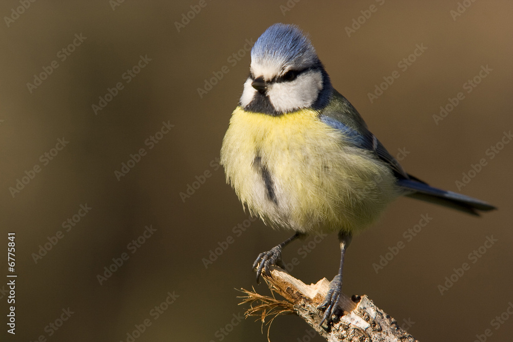 Naklejka premium Mésange bleue