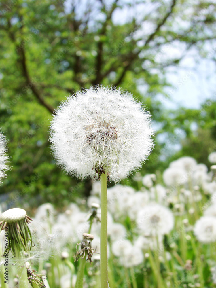 dandelion