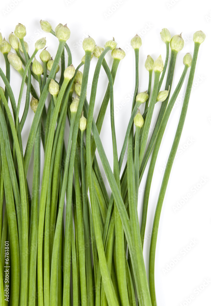 Fototapeta premium Garlic Chives