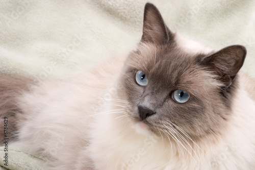 Photography Cats series - ragdoll