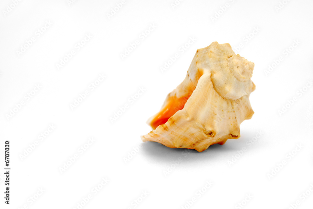 the shell the souvenir from the holiday the shell the souvenir from the holiday