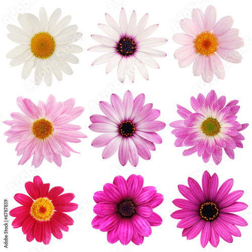 Pink daisy collection