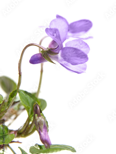 Viola canina , Heath Dog-violet , Heath Violet, side view, isola
