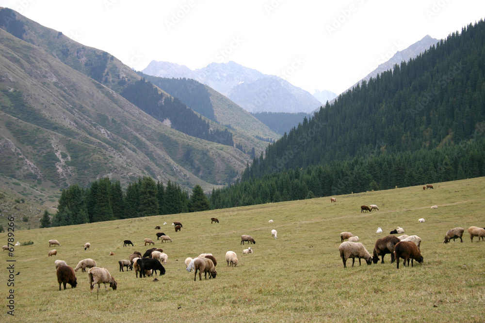 Mountain pastures.
