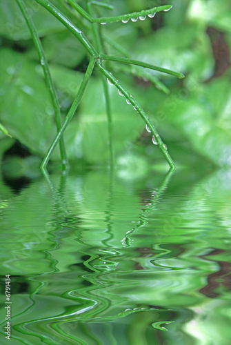 tiges de la "plante-crayon" sous la pluie