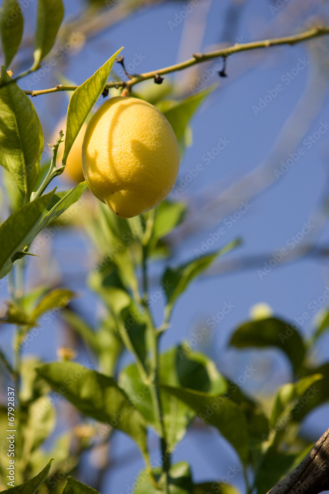 Lemon Growing