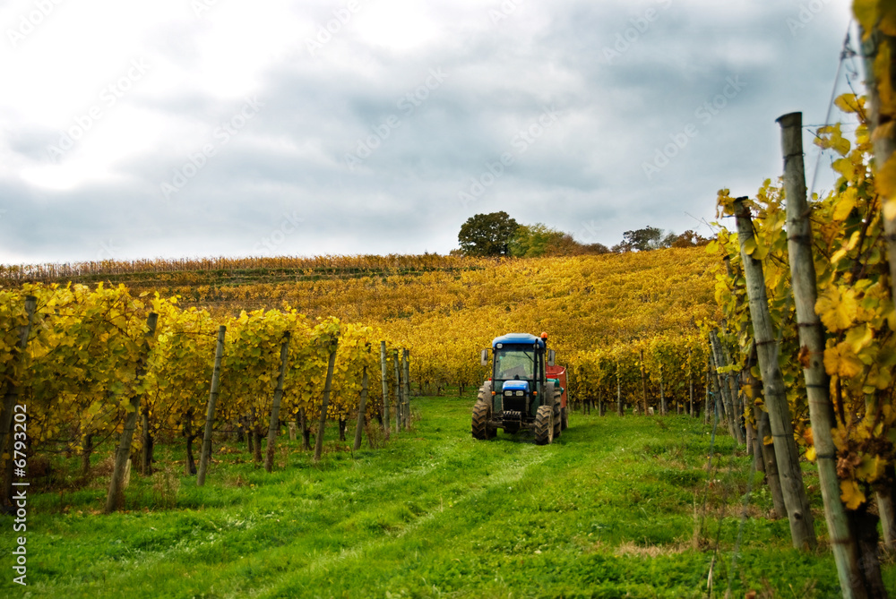 Fototapeta premium Tractor in the Vineyard