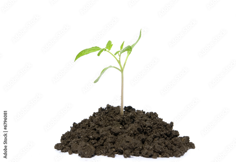 custom made wallpaper toronto digitalplant