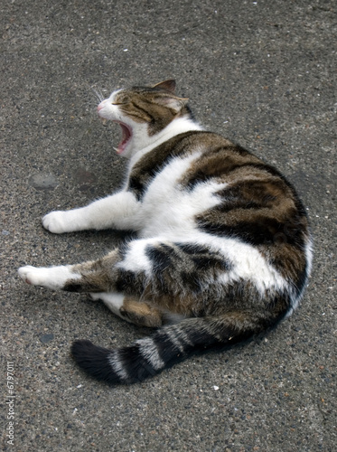Huge Cat Lying Down and Yawning