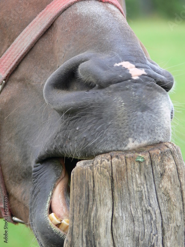 Ein Pferd knabbert an einem Zaunpfahl photo