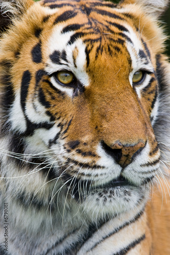 Tiger  Portrait