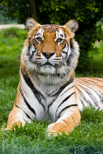 tiger  lounging