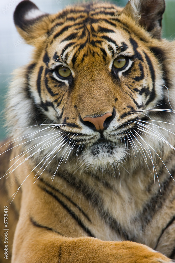 Fototapeta premium Proud Tiger