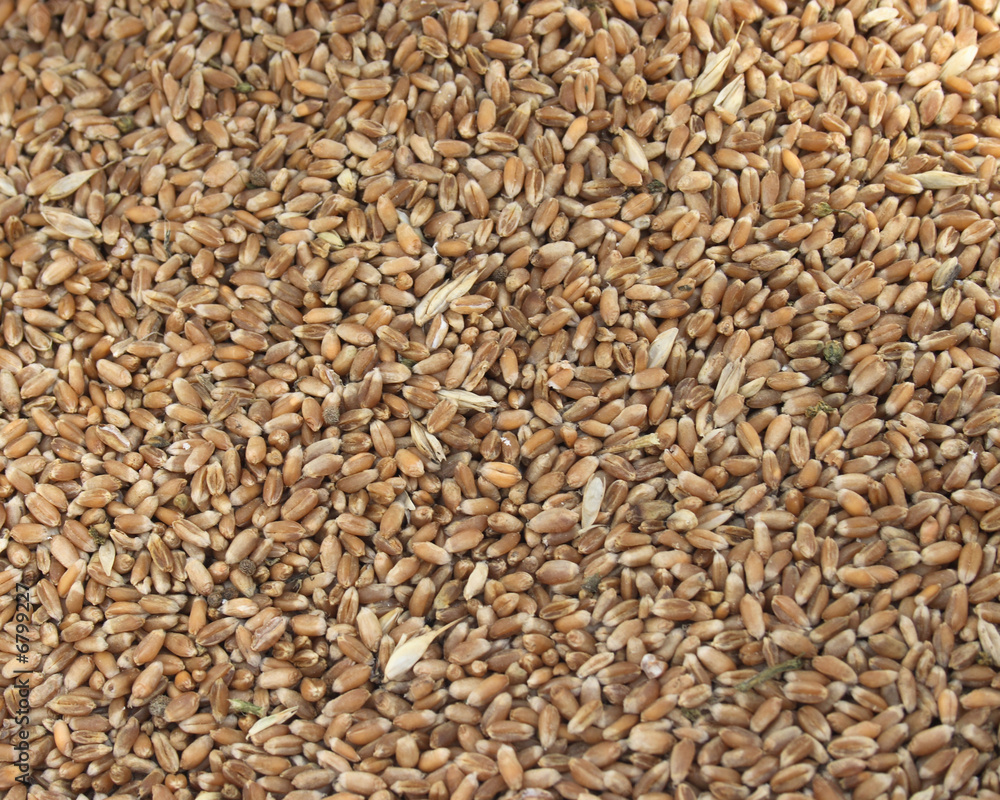 Wheat Wheat