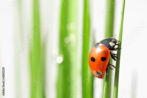 ladybug in grass