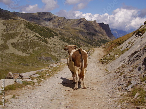 Mucca 123 photo