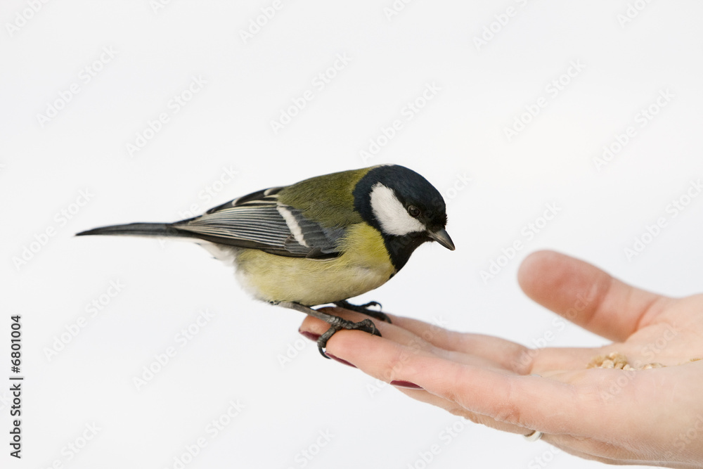 Fototapeta premium Great Tit