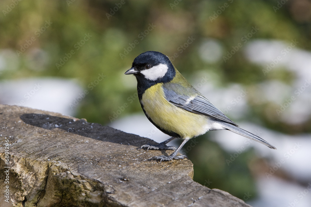 Obraz premium Great Tit - Parus Major