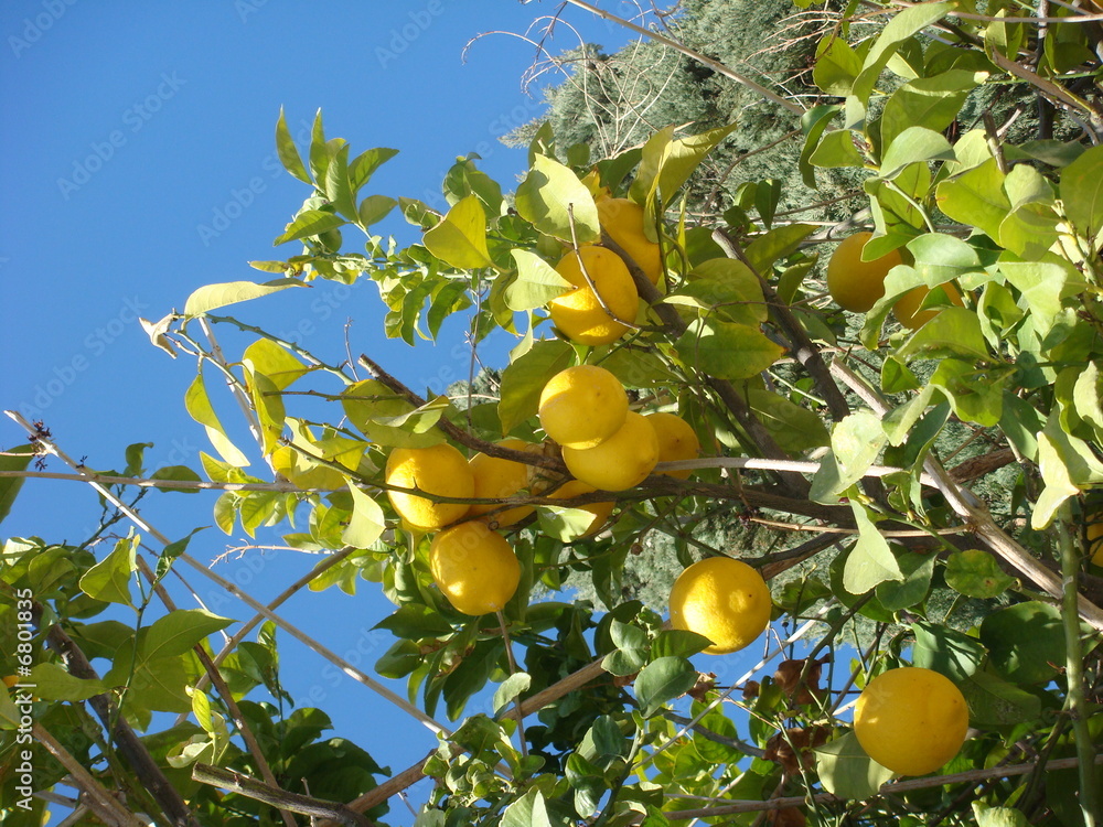 Lemons growing on a tree in the summer sun