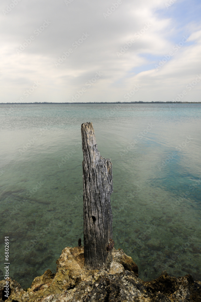 Dramatic ocean landscape with dried trunk Dramatic ocean landscape with dried trunk