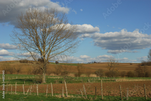 L'arbre et la lune