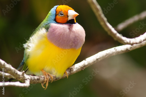 Orange Headed Gouldian Finch