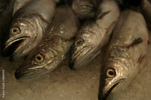 Fisch