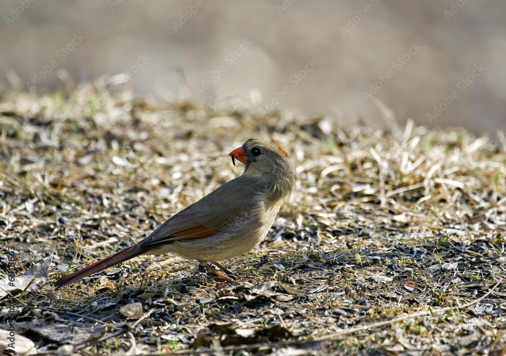 Fototapeta premium Cardinal