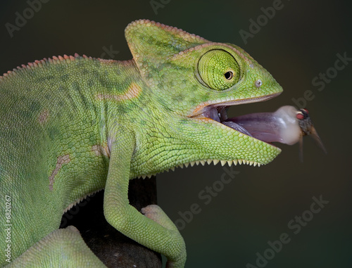 Chameleon with fly on tongue 2