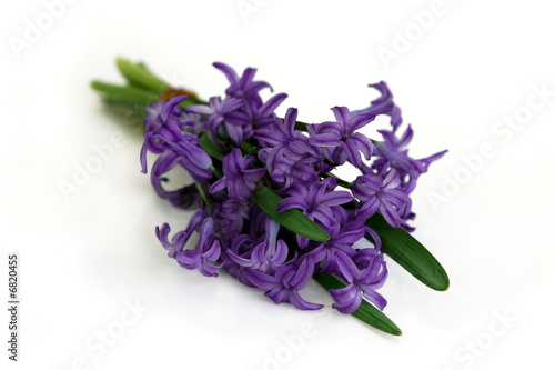 bouquet of purple hyacinth