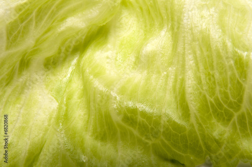 Leaf of cabbage.