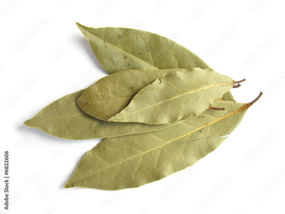 Bay Laurel leaves isolated on white background Bay Laurel leaves isolated on white background