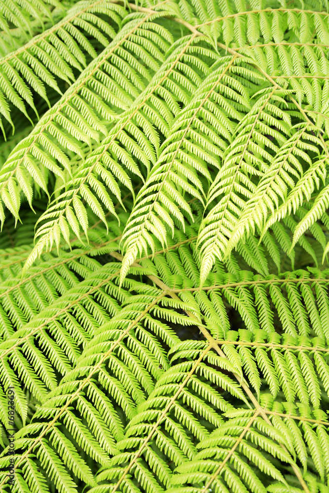 Ferns closeup Ferns closeup