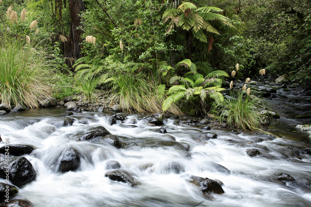Stream in forest Stream in forest